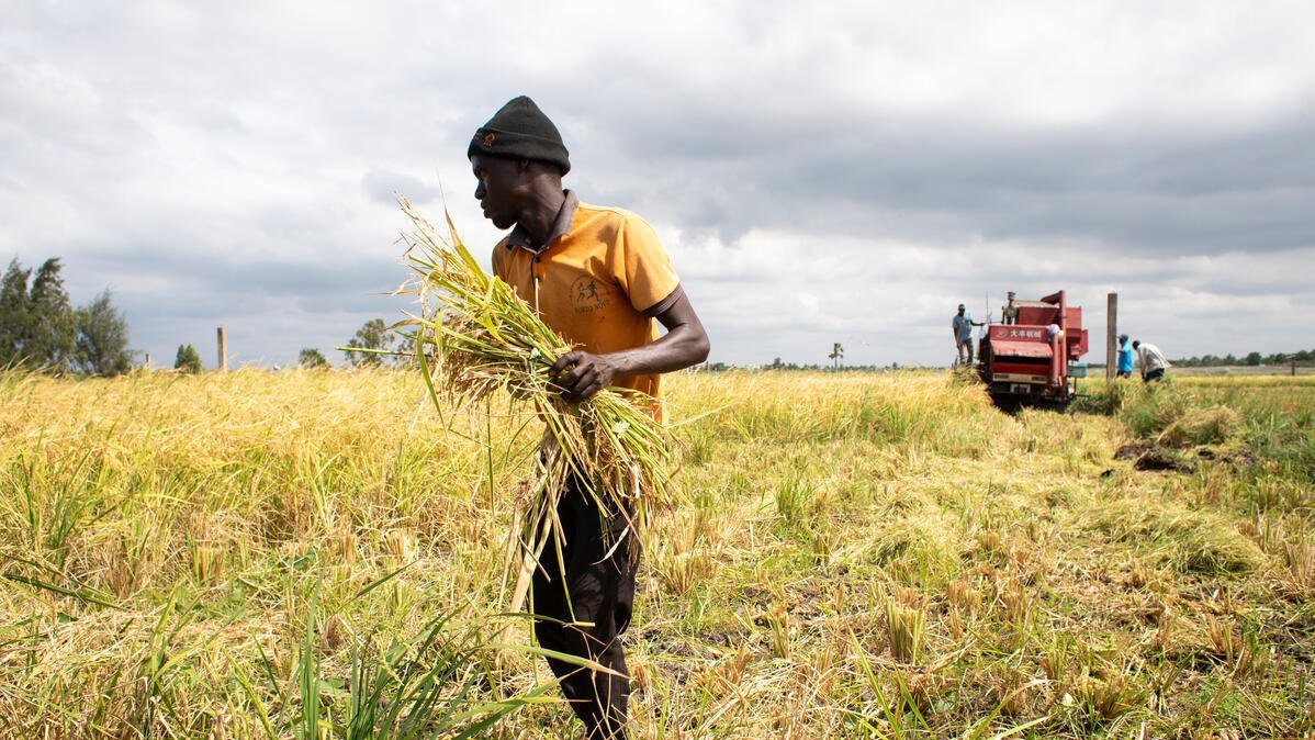 Champ de riz - G-S GROUP SARL